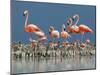 Caribbean Flamingo (Phoenicopterus Ruber) Adults Guarding Chick-Claudio Contreras-Mounted Photographic Print