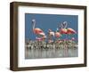 Caribbean Flamingo (Phoenicopterus Ruber) Adults Guarding Chick-Claudio Contreras-Framed Photographic Print