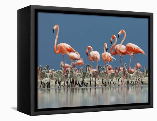 Caribbean Flamingo (Phoenicopterus Ruber) Adults Guarding Chick-Claudio Contreras-Framed Stretched Canvas