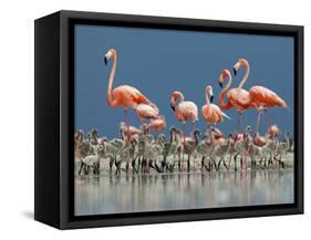 Caribbean Flamingo (Phoenicopterus Ruber) Adults Guarding Chick-Claudio Contreras-Framed Stretched Canvas