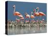 Caribbean Flamingo (Phoenicopterus Ruber) Adults Guarding Chick-Claudio Contreras-Stretched Canvas