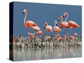 Caribbean Flamingo (Phoenicopterus Ruber) Adults Guarding Chick-Claudio Contreras-Stretched Canvas