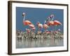 Caribbean Flamingo (Phoenicopterus Ruber) Adults Guarding Chick-Claudio Contreras-Framed Photographic Print