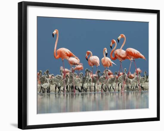 Caribbean Flamingo (Phoenicopterus Ruber) Adults Guarding Chick-Claudio Contreras-Framed Photographic Print