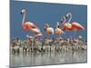 Caribbean Flamingo (Phoenicopterus Ruber) Adults Guarding Chick-Claudio Contreras-Mounted Photographic Print