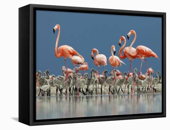 Caribbean Flamingo (Phoenicopterus Ruber) Adults Guarding Chick-Claudio Contreras-Framed Stretched Canvas