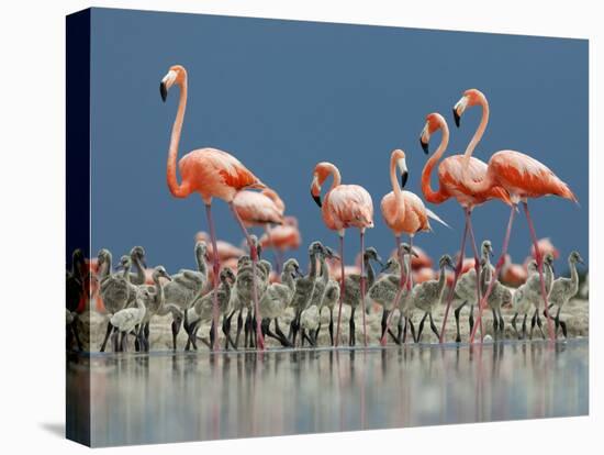 Caribbean Flamingo (Phoenicopterus Ruber) Adults Guarding Chick-Claudio Contreras-Stretched Canvas