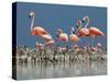 Caribbean Flamingo (Phoenicopterus Ruber) Adults Guarding Chick-Claudio Contreras-Stretched Canvas