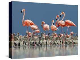 Caribbean Flamingo (Phoenicopterus Ruber) Adults Guarding Chick-Claudio Contreras-Stretched Canvas