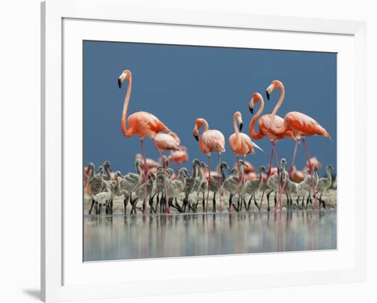 Caribbean Flamingo (Phoenicopterus Ruber) Adults Guarding Chick-Claudio Contreras-Framed Photographic Print