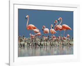 Caribbean Flamingo (Phoenicopterus Ruber) Adults Guarding Chick-Claudio Contreras-Framed Photographic Print