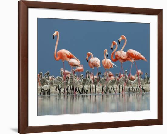 Caribbean Flamingo (Phoenicopterus Ruber) Adults Guarding Chick-Claudio Contreras-Framed Photographic Print