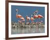 Caribbean Flamingo (Phoenicopterus Ruber) Adults Guarding Chick-Claudio Contreras-Framed Photographic Print