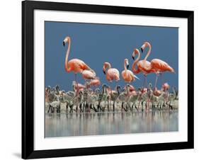 Caribbean Flamingo (Phoenicopterus Ruber) Adults Guarding Chick-Claudio Contreras-Framed Photographic Print