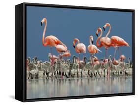 Caribbean Flamingo (Phoenicopterus Ruber) Adults Guarding Chick-Claudio Contreras-Framed Stretched Canvas