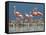 Caribbean Flamingo (Phoenicopterus Ruber) Adults Guarding Chick-Claudio Contreras-Framed Stretched Canvas