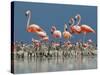 Caribbean Flamingo (Phoenicopterus Ruber) Adults Guarding Chick-Claudio Contreras-Stretched Canvas