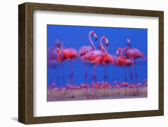 Caribbean Flamingo (Phoenicopterus Ruber) Preparing to Sleep-Claudio Contreras-Framed Photographic Print