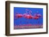 Caribbean Flamingo (Phoenicopterus Ruber) Preparing to Sleep-Claudio Contreras-Framed Photographic Print