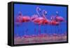 Caribbean Flamingo (Phoenicopterus Ruber) Preparing to Sleep-Claudio Contreras-Framed Stretched Canvas