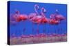 Caribbean Flamingo (Phoenicopterus Ruber) Preparing to Sleep-Claudio Contreras-Stretched Canvas
