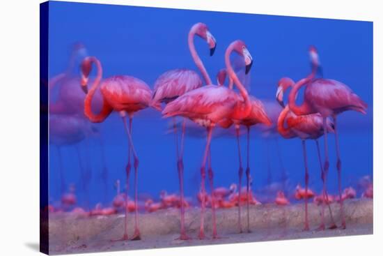 Caribbean Flamingo (Phoenicopterus Ruber) Preparing to Sleep-Claudio Contreras-Stretched Canvas