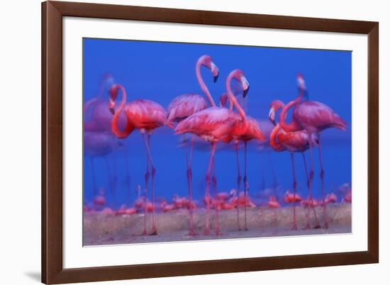 Caribbean Flamingo (Phoenicopterus Ruber) Preparing to Sleep-Claudio Contreras-Framed Photographic Print