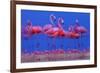 Caribbean Flamingo (Phoenicopterus Ruber) Preparing to Sleep-Claudio Contreras-Framed Photographic Print