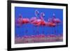 Caribbean Flamingo (Phoenicopterus Ruber) Preparing to Sleep-Claudio Contreras-Framed Photographic Print