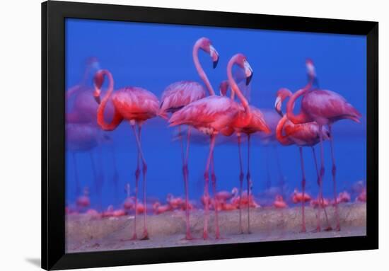 Caribbean Flamingo (Phoenicopterus Ruber) Preparing to Sleep-Claudio Contreras-Framed Photographic Print