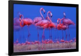 Caribbean Flamingo (Phoenicopterus Ruber) Preparing to Sleep-Claudio Contreras-Framed Photographic Print