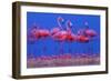 Caribbean Flamingo (Phoenicopterus Ruber) Preparing to Sleep-Claudio Contreras-Framed Photographic Print