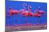 Caribbean Flamingo (Phoenicopterus Ruber) Preparing to Sleep-Claudio Contreras-Mounted Photographic Print