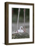 Caribbean Flamingo (Phoenicopterus ruber) three-day old chick-Edward Myles-Framed Photographic Print