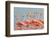 Caribbean Flamingo, Ria Lagartos Biosphere Reserve, Mexico-Claudio Contreras-Framed Photographic Print