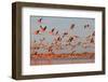 Caribbean flamingo taking off from sleeping site at dawn, Mexico-Claudio Contreras-Framed Photographic Print