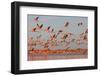Caribbean flamingo taking off from sleeping site at dawn, Mexico-Claudio Contreras-Framed Photographic Print