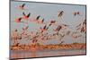 Caribbean flamingo taking off from sleeping site at dawn, Mexico-Claudio Contreras-Mounted Photographic Print