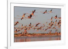 Caribbean flamingo taking off, Yucatan Peninsula, Mexico-Claudio Contreras-Framed Photographic Print