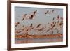 Caribbean flamingo taking off, Yucatan Peninsula, Mexico-Claudio Contreras-Framed Photographic Print