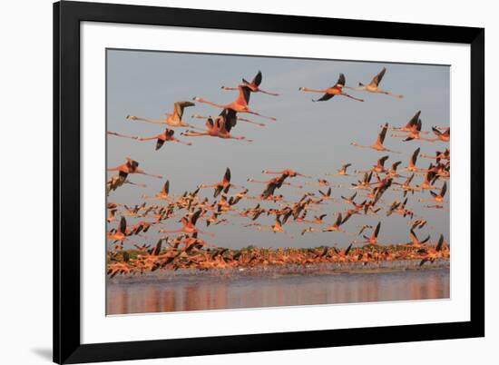 Caribbean flamingo taking off, Yucatan Peninsula, Mexico-Claudio Contreras-Framed Photographic Print