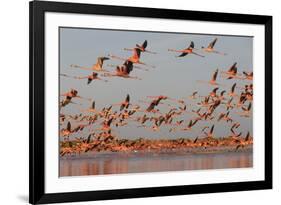 Caribbean flamingo taking off, Yucatan Peninsula, Mexico-Claudio Contreras-Framed Photographic Print
