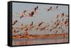 Caribbean flamingo taking off, Yucatan Peninsula, Mexico-Claudio Contreras-Framed Stretched Canvas