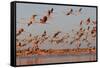 Caribbean flamingo taking off, Yucatan Peninsula, Mexico-Claudio Contreras-Framed Stretched Canvas