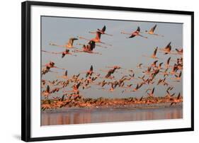 Caribbean flamingo taking off, Yucatan Peninsula, Mexico-Claudio Contreras-Framed Photographic Print