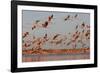 Caribbean flamingo taking off, Yucatan Peninsula, Mexico-Claudio Contreras-Framed Photographic Print