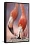 Caribbean Flamingo tending to newborn chick, Yucatan Peninsula, Mexico-Claudio Contreras-Framed Stretched Canvas