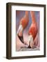 Caribbean Flamingo tending to newborn chick, Yucatan Peninsula, Mexico-Claudio Contreras-Framed Photographic Print