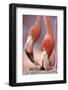 Caribbean Flamingo tending to newborn chick, Yucatan Peninsula, Mexico-Claudio Contreras-Framed Photographic Print