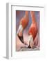 Caribbean Flamingo tending to newborn chick, Yucatan Peninsula, Mexico-Claudio Contreras-Framed Photographic Print